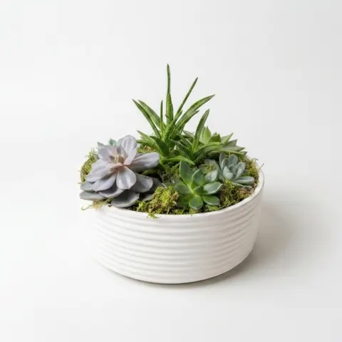 Succulent Garden
