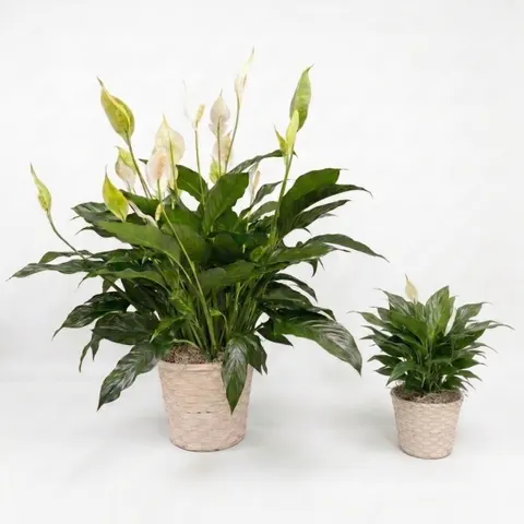 Peace Lily Plant