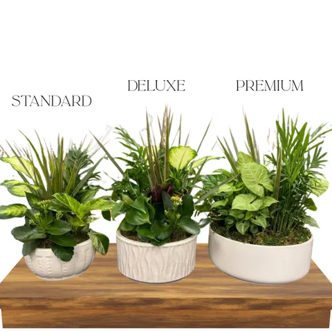 Dish Garden