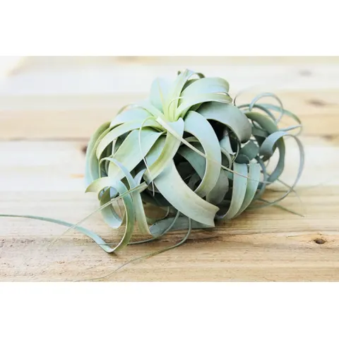 Airplant